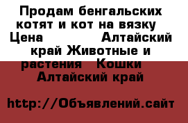 Продам бенгальских котят и кот на вязку › Цена ­ 10 000 - Алтайский край Животные и растения » Кошки   . Алтайский край